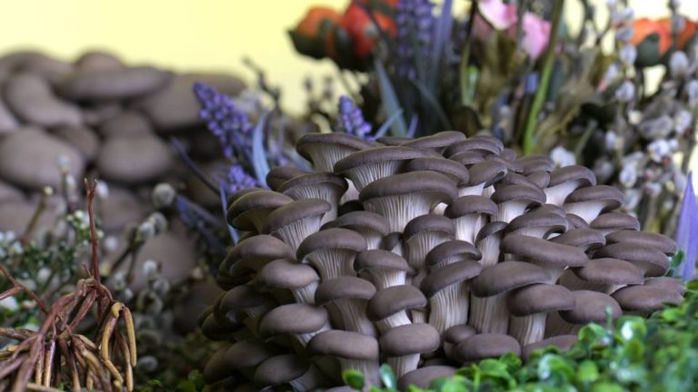 Mushroom garden