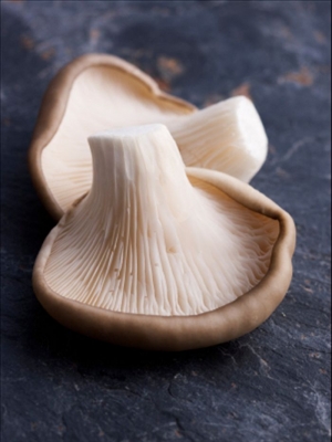 mushroom heads