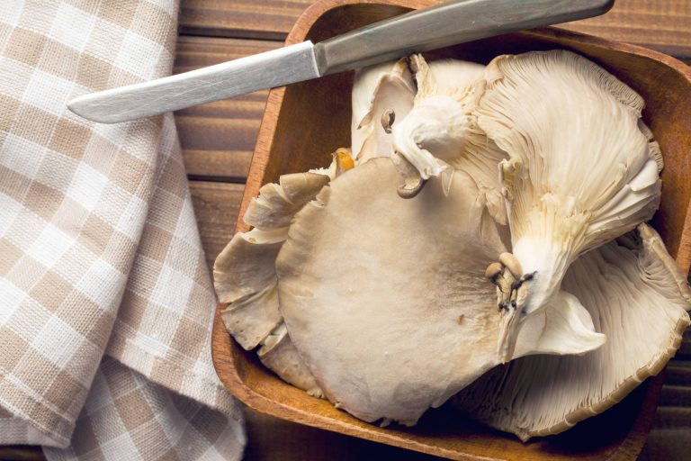 oyster mushroom on the plate