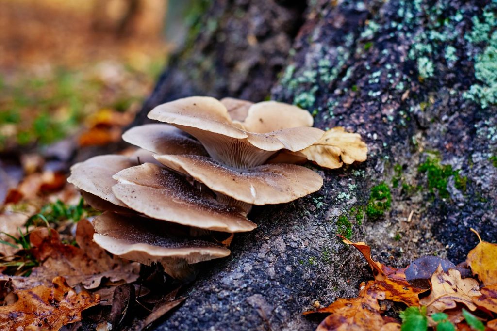 oyster mushroom on the tree
